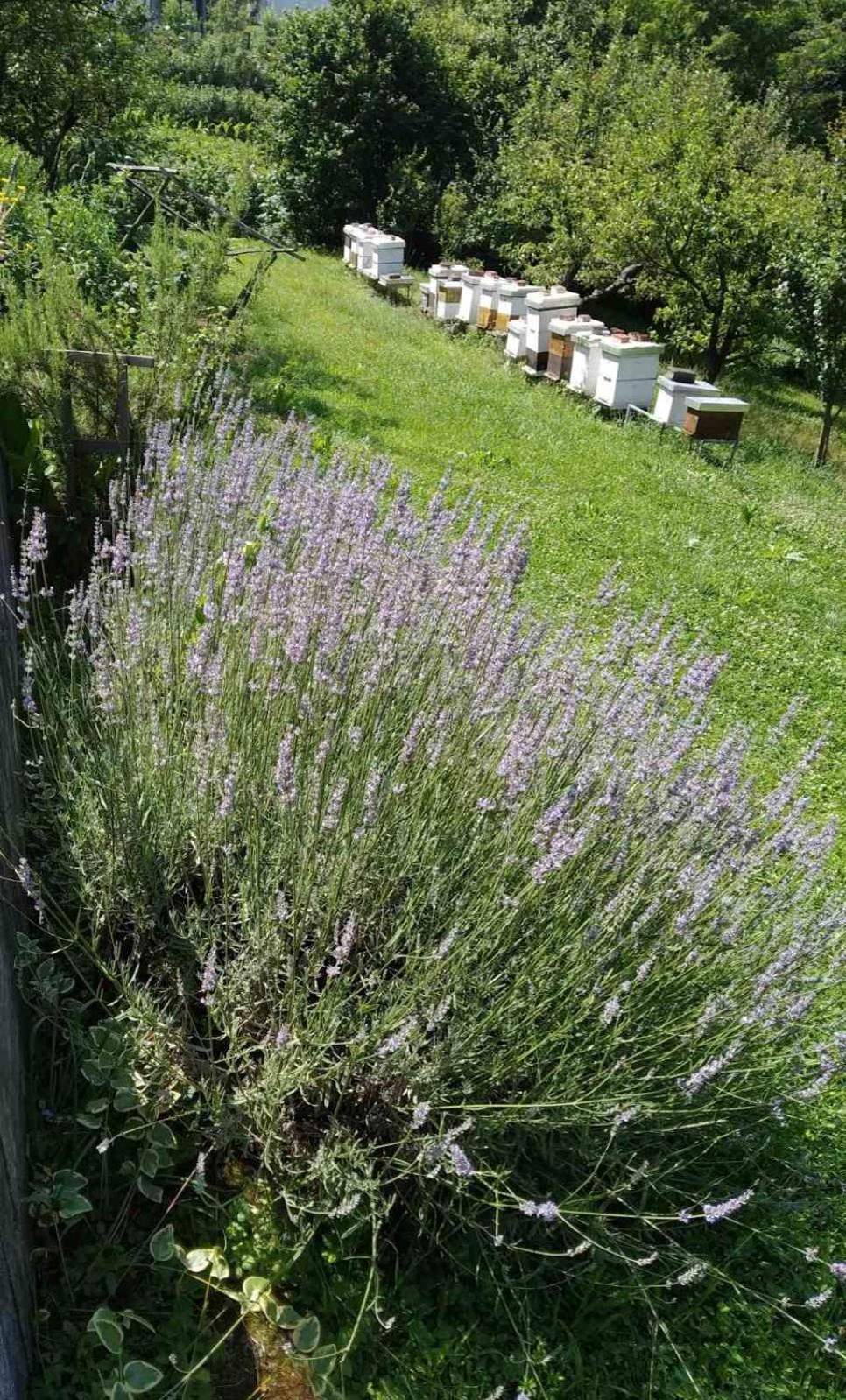 Guest House Bee Visoko Luaran gambar